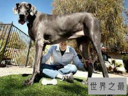 【图】大乔治是什么种类的狗 你们知道它真的会吃人吗