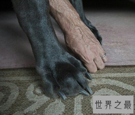 【图】大乔治是什么种类的狗 你们知道它真的会吃人吗