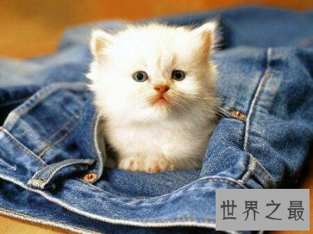 【图】世界上最小的猫是什么种类的猫 它好养活吗