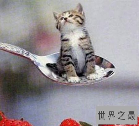 【图】世界上最小的猫是什么种类的猫 它好养活吗