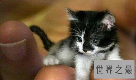 【图】世界上最小的猫是什么种类的猫 它好养活吗