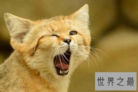 【图】世界上最小的猫是什么种类的猫 它好养活吗