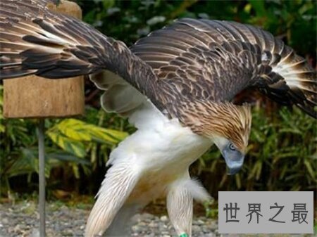 【图】已经绝迹的哈斯特鹰是不是世界上最大的鹰