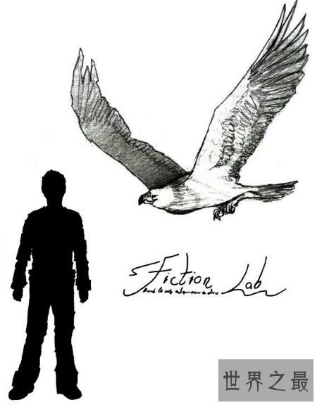 【图】已经绝迹的哈斯特鹰是不是世界上最大的鹰