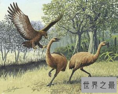 【图】已经绝迹的哈斯特鹰是不是世界上最大的鹰