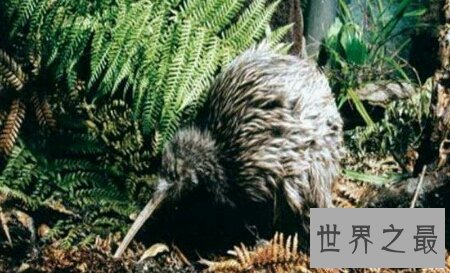 【图】已经绝迹的哈斯特鹰是不是世界上最大的鹰