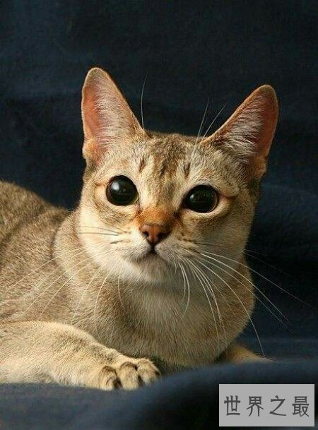 【图】世界上最小的猫是什么种类的猫 它好养活吗