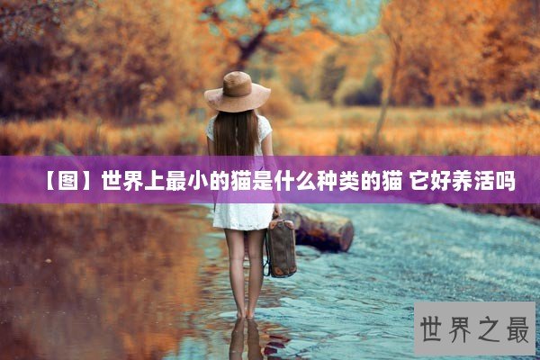 【图】世界上最小的猫是什么种类的猫 它好养活吗
