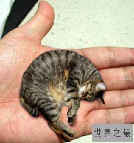 【图】世界上最小的猫是什么种类的猫 它好养活吗