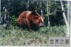 【图】世界上灭绝动物都有哪些 它们是怎么样灭绝的