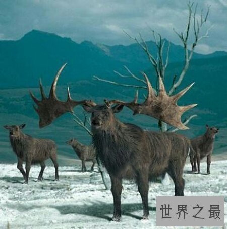 【图】世界上灭绝动物都有哪些 它们是怎样样灭绝的