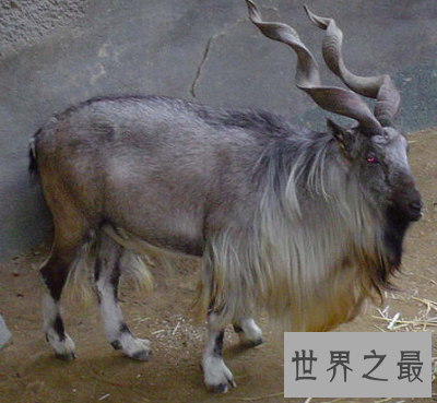 【图】濒临灭绝的动物 我国最宝贵的大熊猫也在其中！