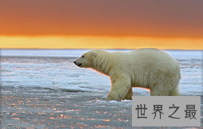 【图】濒临灭绝的动物 我国最宝贵的大熊猫也在其中！