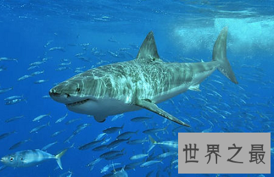 【图】濒临灭绝的动物 我国最宝贵的大熊猫也在其中！