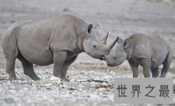 【图】濒临灭绝的动物 我国最宝贵的大熊猫也在其中！
