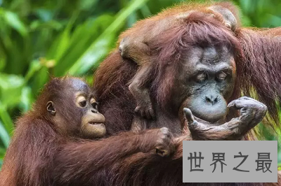 【图】濒临灭绝的动物 我国最宝贵的大熊猫也在其中！