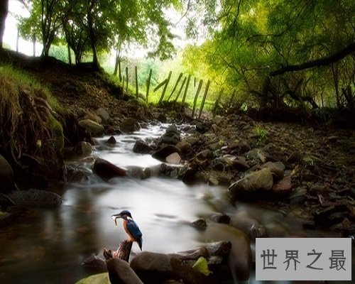 【图】博通群书，潜乐道术的医圣——张仲景