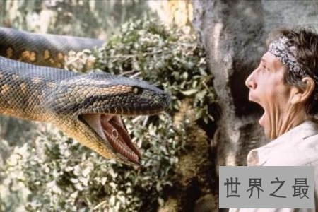 【图】看看世界各地的蛇片又怎么的相反、不同和精彩