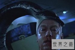 【图】看看世界各地的蛇片又怎样的相同、不同和精彩