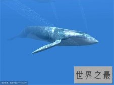 【图】世界上最大的动物你没见过就太LOW了