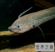 【图】90岁的非洲肺鱼不忍心自己死去 被人类残忍杀害