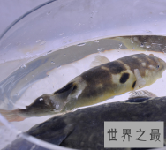 【图】美味可口的毒物却是个暴脾气 河豚之死可谓是可