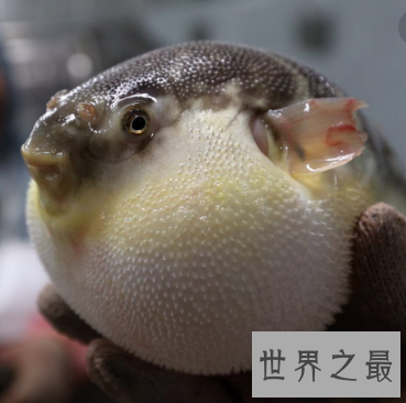 【图】美味可口的毒物却是个暴脾气 河豚之死堪称是可