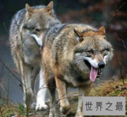 【图】有趣的问题藏獒和狼谁厉害 请大胆说出你的猜想