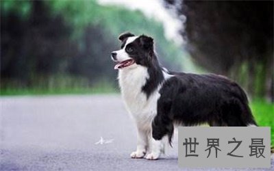 【图】最聪明的狗都有哪些 养一只这样的狗那该有多省