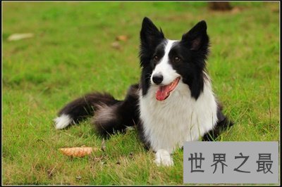 【图】最聪明的狗都有哪些 养一只这样的狗那该有多省