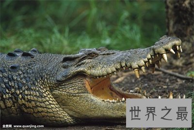 【图】最大的鳄鱼也太大了吧 看得我瑟瑟发抖