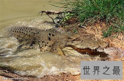 【图】最大的鳄鱼也太大了吧 看得我瑟瑟发抖