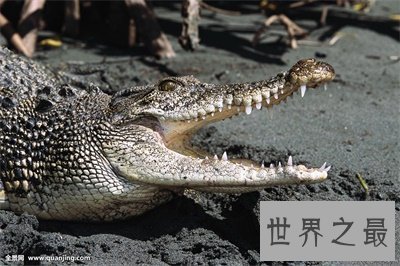 【图】最大的鳄鱼也太大了吧 看得我瑟瑟发抖