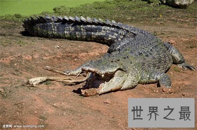 【图】最大的鳄鱼也太大了吧 看得我瑟瑟发抖