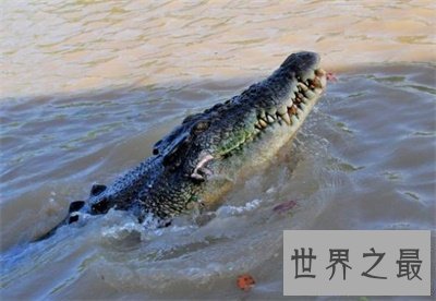 【图】最大的鳄鱼也太大了吧 看得我瑟瑟发抖