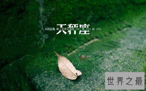 【图】天秤座，”我所要的平衡，不过是宿愿像日月星