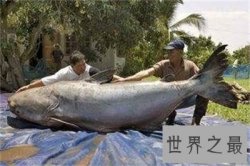 【图】最大的淡水鱼竟然是这个 快来看能吃不