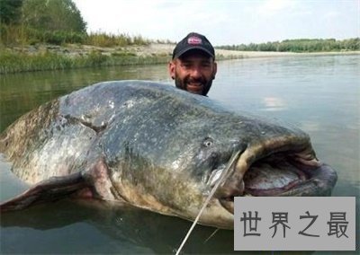 【图】最大的咸水鱼竟然是这个 快来看能吃不