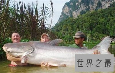 【图】最大的咸水鱼竟然是这个 快来看能吃不