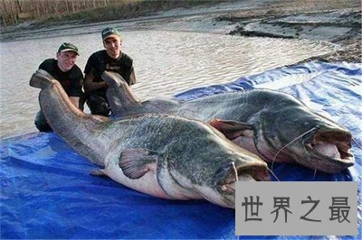 【图】最大的咸水鱼竟然是这个 快来看能吃不