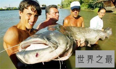 【图】最大的咸水鱼竟然是这个 快来看能吃不