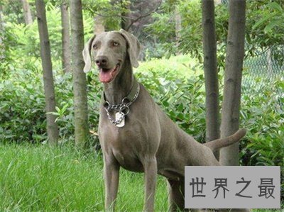 【图】来看看最聪明的狗排行 有没有想要的