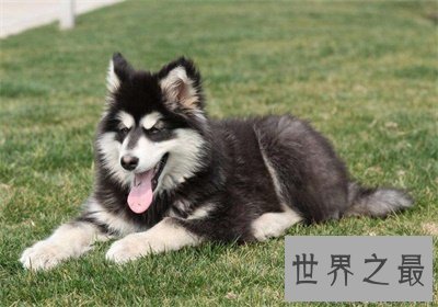 【图】来看看最聪明的狗排行 有没有想要的