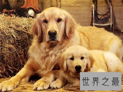 【图】来看看最聪明的狗排行 有没有想要的