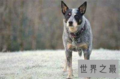 【图】来看看最聪明的狗排行 有没有想要的