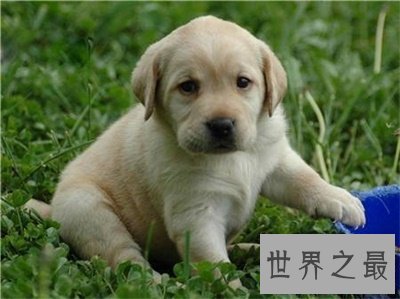 【图】来看看最聪明的狗排行 有没有想要的