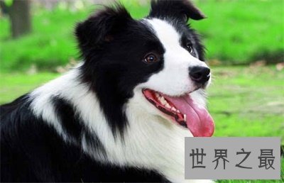 【图】最聪明的狗竟然这么可恶 想要养一只了