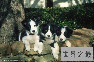 【图】最聪明的狗竟然这么可恶 想要养一只了