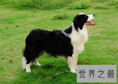 【图】最聪明的狗竟然这么可恶 想要养一只了