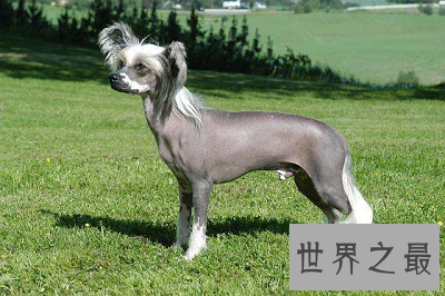 【图】中国冠毛犬 不走寻常路的世界最丑狗狗